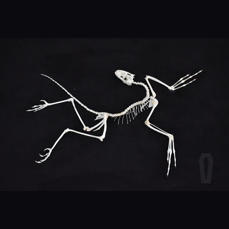 2120 Archaeopteryx Fossil Art  - Fossil Replica Display ulasan dan harga