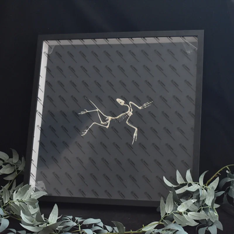 2120 Archaeopteryx Fossil Art  - Fossil Replica Display ulasan dan harga